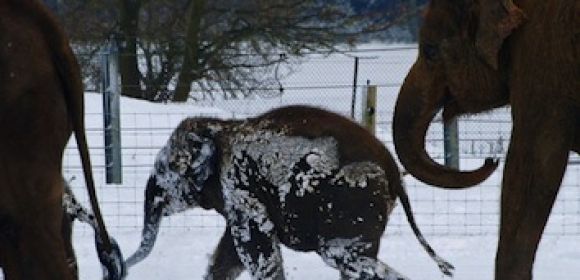 Vodka Saves Circus Elephants from Freezing to Death in Siberia