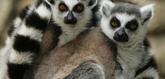 Vote Now, Help Save 7 Endangered Species