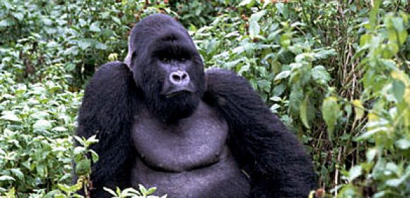 WWF Asks That Oil and Gas Company Stay Clear of the Virunga National Park