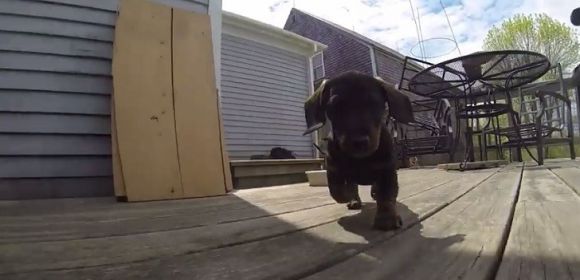 Watch: Adorable Pack of Puppies Playing with GoPro Will Make You Go D’aww