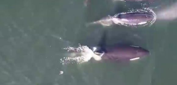 Watch: Aerial Footage Shows Killer Whales Swimming in the Ocean