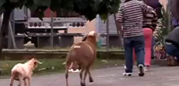 Watch: Angry Goat Terrorizes People in Brazilian Neighborhood