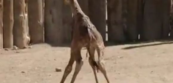 Watch: Baby Giraffe Tries to Take Its First Steps, Keeps Falling Down