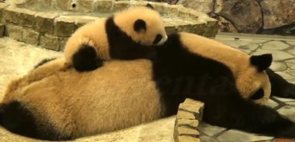 Watch: Baby Panda Desperately Tries to Wake Up Its Mom