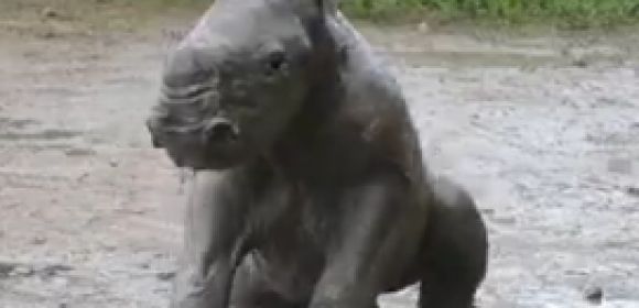 Watch: Baby Rhino Takes a Mud Bath, Learns What Wallowing Is All About
