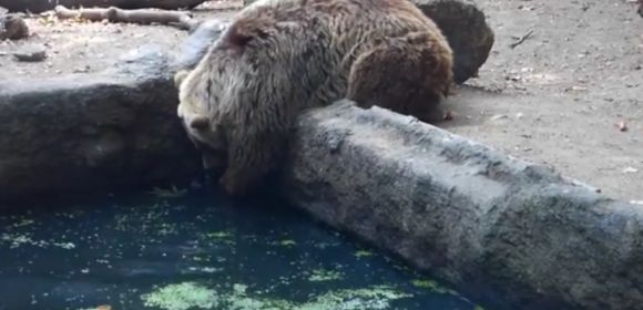 Watch: Bear Saves Young Crow from Drowning