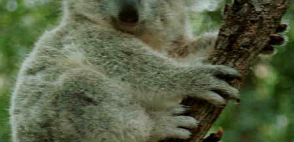 Watch: Bike Hits a Koala, the Animal Escapes Unharmed