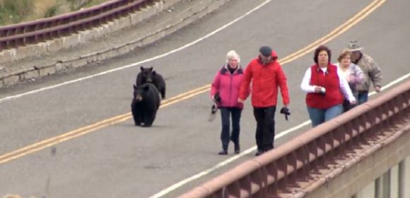 Watch: Black Bear Chases After Yellowstone Tourists