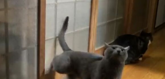 Watch: Cat Has the Most Obnoxious Way Ever of Knocking on a Door