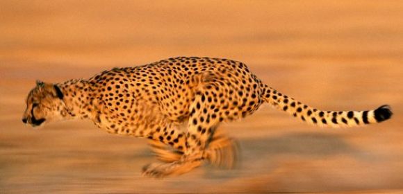 Watch: Cheetah Chases After a Gazelle