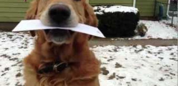 Watch: Dog Fetches the Paper as Soon as Postman Shows Up