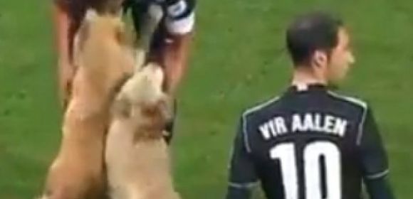 Watch: Dogs Crash Professional Soccer Game
