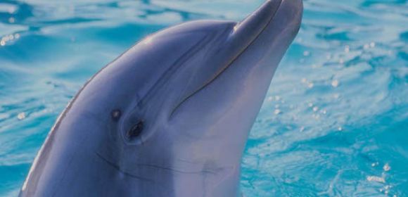 Watch: Dolphin Caught in a Fishing Line Asks for Help from Divers