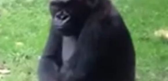 Watch: Gorilla Scares the Bejesus Out of Kids Taunting Him