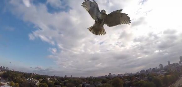 Watch: Here’s What It’s Like to Be Attacked by a Hawk (While Flying)