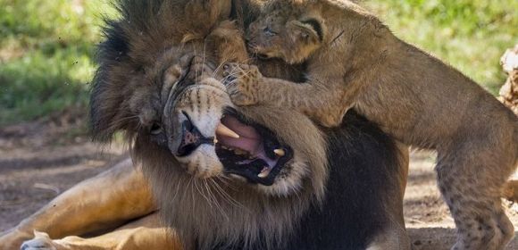 Watch: Lion Dad Is Followed Around and Teased by Its Cubs