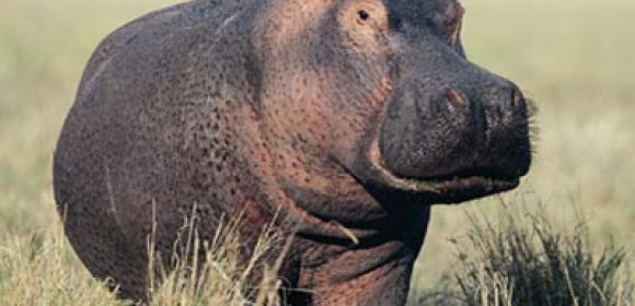 Watch: Male Hippos Fight Each Other for Territory and Mates