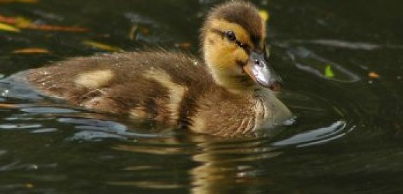 Watch: Neglected Ducks Go Swimming for the First Time in Their Lives
