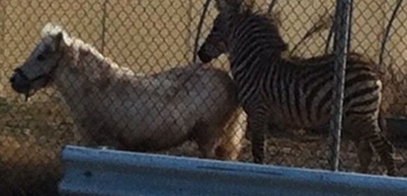 Watch: Pony and Zebra Run Through the Streets of Staten Island