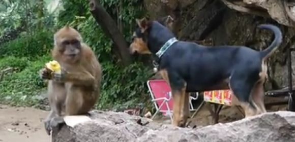 Watch: Puppy Is Desperate to Play with a Monkey