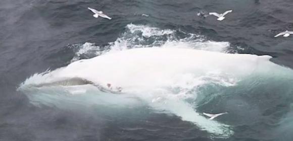 Watch: Rare White Whale Spotted near Norway
