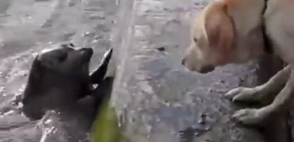 Watch: Seal Plays Hide and Seek with a Labrador Retriever