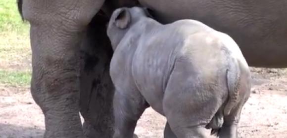 Watch: White Rhino Calf Born at Zoo in Australia