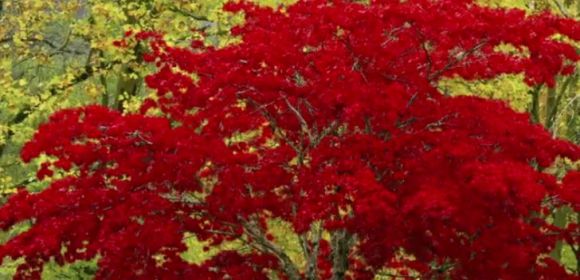 Watch: Why Leaves Change Color in Autumn, as Explained by Science