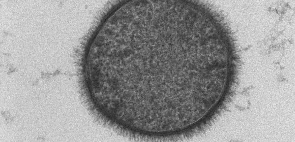 Why Bacterial Biofilms Spread