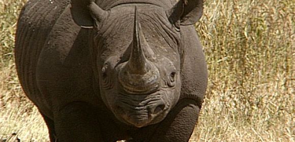 Widlife Sanctuary in Kenya Has More Black Rhinos Than It Can Handle