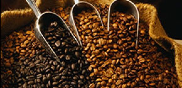 Wild Arabica Coffee Might Be Extinct in 70 Years' Time