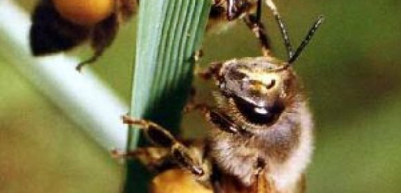Wild Bees Enhance the Productivity of Honeybees