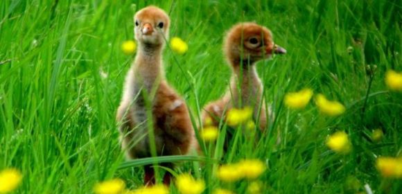 Wild Crane Chicks Might Be the First New Generation Hatched in Western Britain in 400 Years