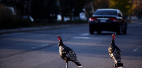 Wild Turkeys Take Over New York City