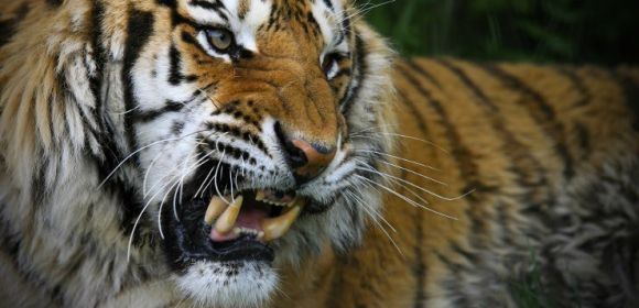 Wildlife Traffickers Guilty of Selling Tiger Parts Arrested in Indonesia