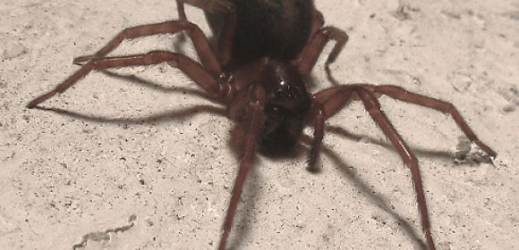Woman Almost Dies After Being Bitten by a House Spider in Surrey