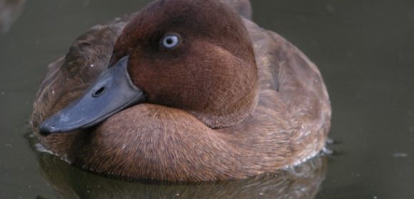 World's Rarest Duck Now Making a Comeback in Madagascar