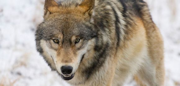 Yellowstone's Most Famous She-Wolf Killed by Hunters