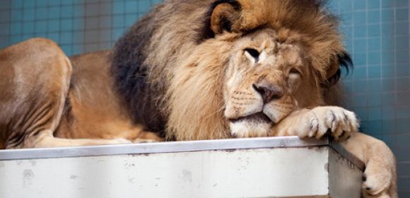 Zoo Lions Believed to Have Been Poisoned by Visitor