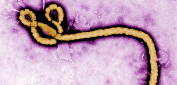 Compound Shown to Deliver 100% Protection Against the Ebola Virus