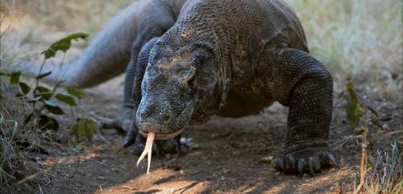 First Humans in Australia Were Greeted by Giant Killer Lizards