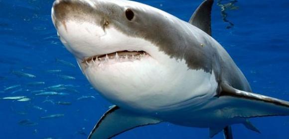 Great White Sharks Filmed Ramming into Divers' Cage - Video