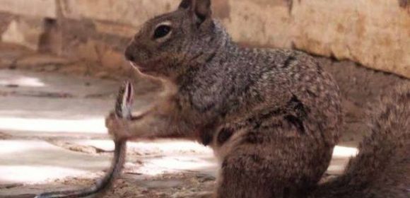 Hungry Squirrel Devours Snake Whole