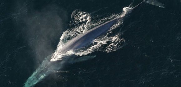 Watch: Here's How Big a Blue Whale's Heart Really Is