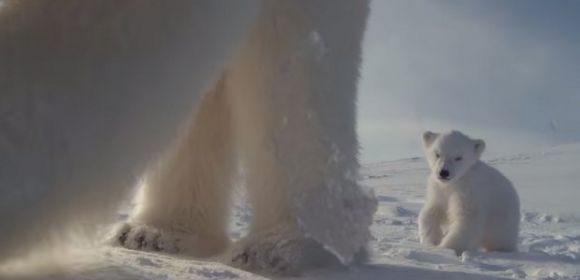 Watch: Polar Bear Mom Films Cub's First Steps Outside the Den