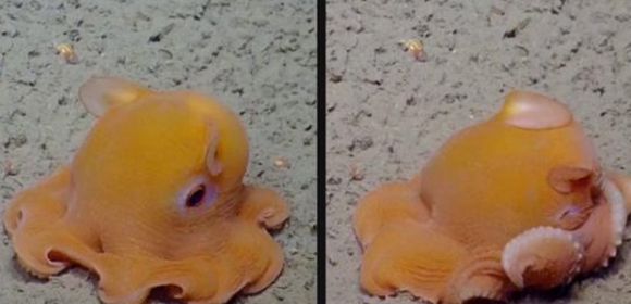 Watch: Underwater Explorers Come Across the Cutest Octopus