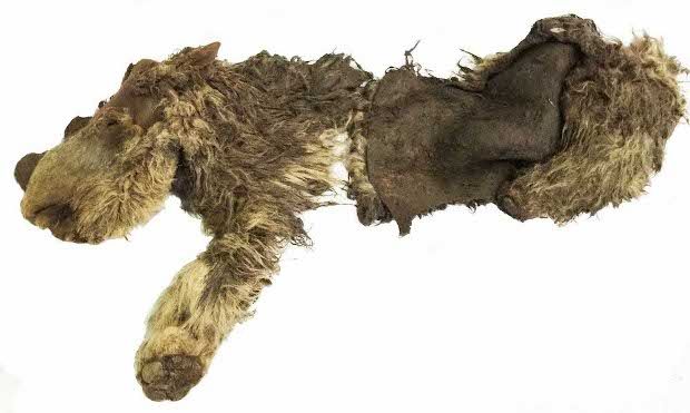 These woolly rhino remains are 10,000 years old