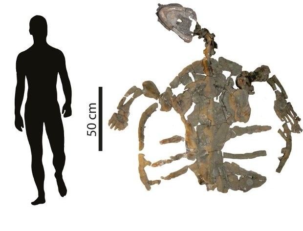 The skeleton of the fossilized sea turtle measures almost 2 meters (6.5 feet)