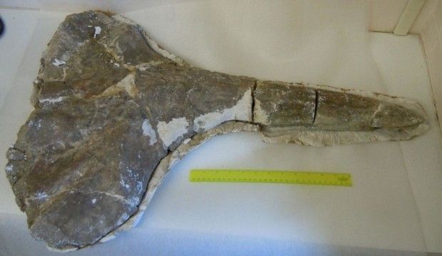 A fragment of the ancient whale carcass found in Kenya, Africa