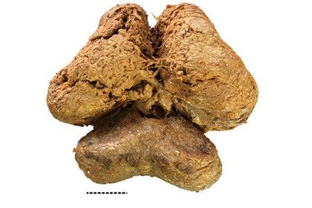 Photo shows the mummified mammoth brain